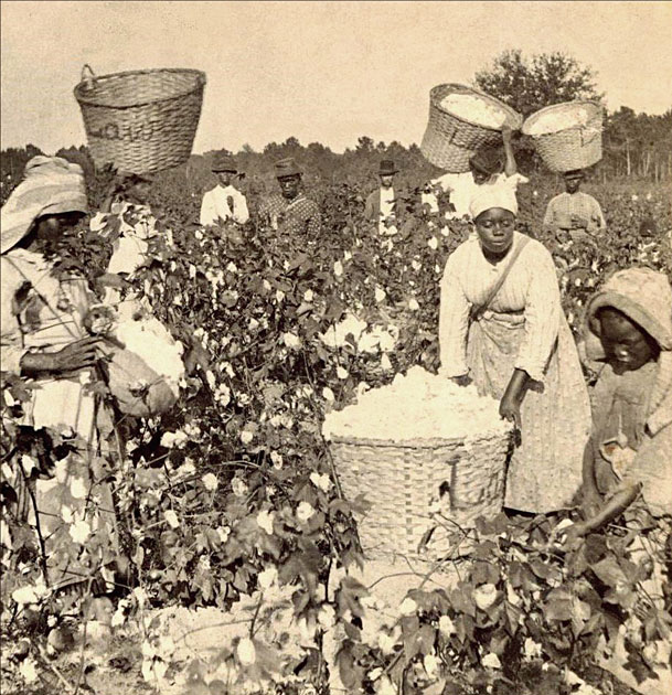 American slaves in a cotton field.